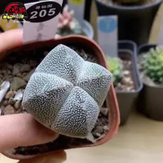 comprar muda de suculenta rara