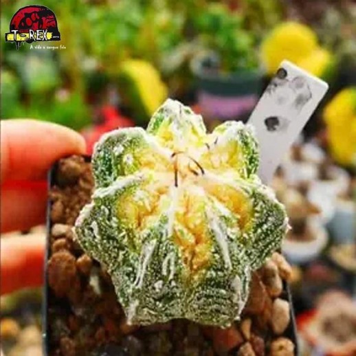 comprar muda de suculenta raridade