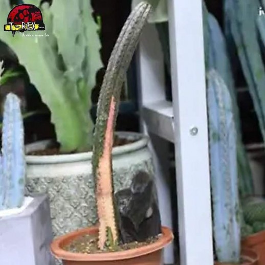 comprar muda de suculenta rara