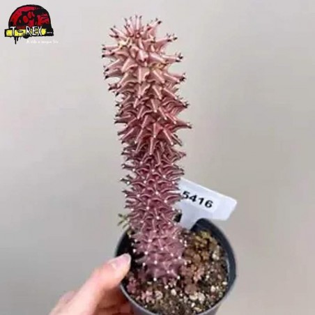 comprar muda de suculenta rara no brasil