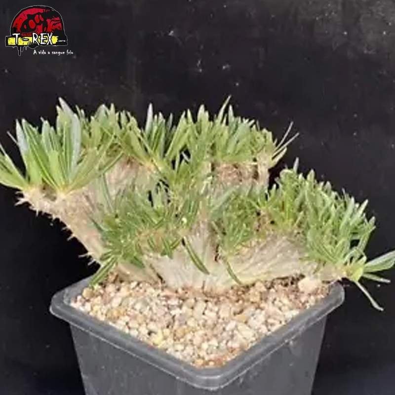 muda de suculenta rara no brasil