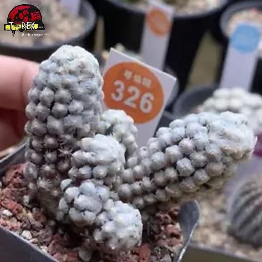 comprar muda de suculenta rara