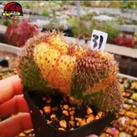 comprar muda de suculenta raridade