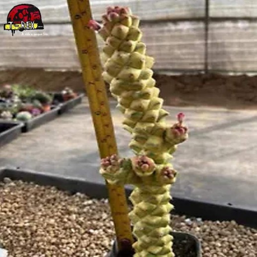 Muda De Suculenta Monadenium