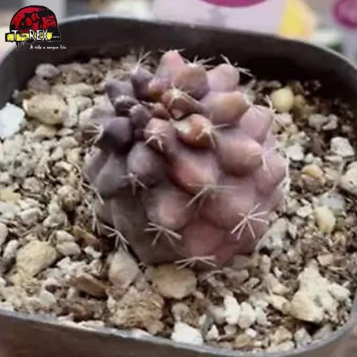 muda de suculenta raridade no brasil