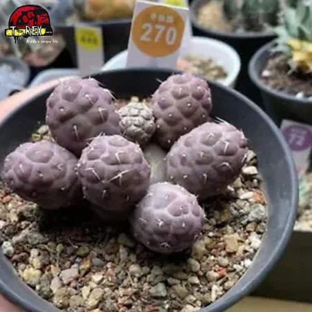 comprar muda de suculenta rara