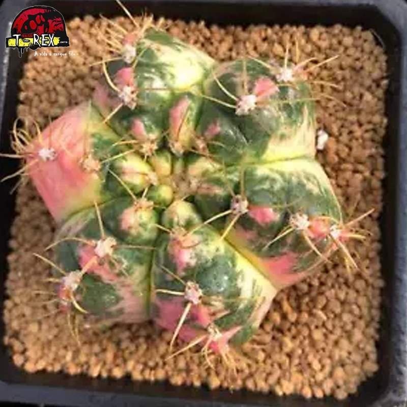 muda de suculenta a venda