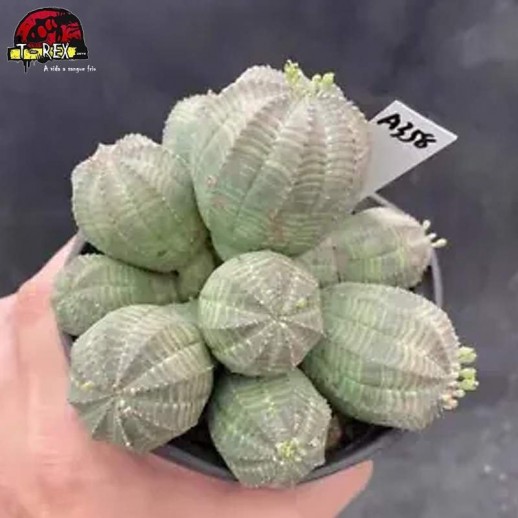 comprar muda de suculenta rara