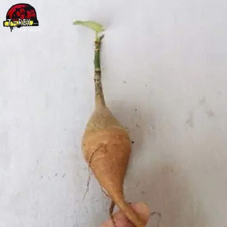 comprar muda de suculenta rara