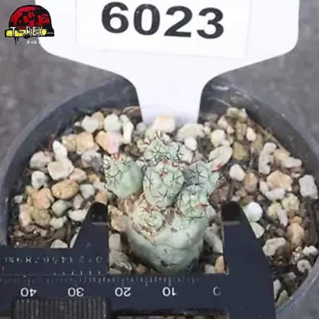 comprar muda de suculenta rara no brasil