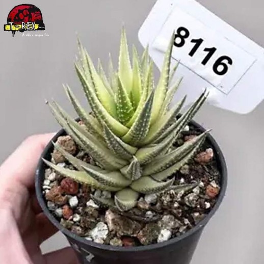 Muda De Suculenta Koteki