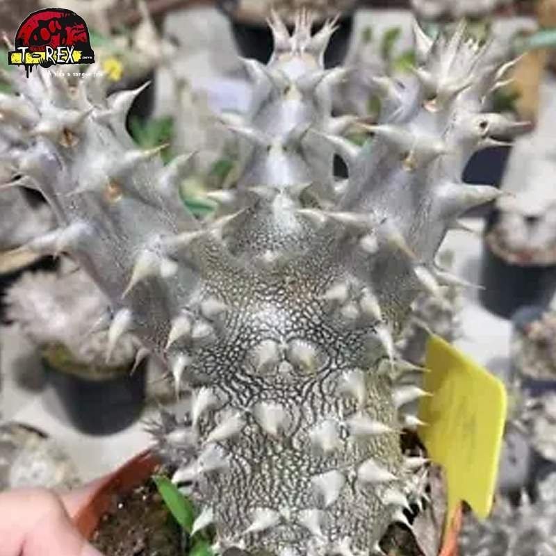 comprar muda de suculenta rara no brasil