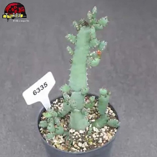 comprar muda de suculenta rara