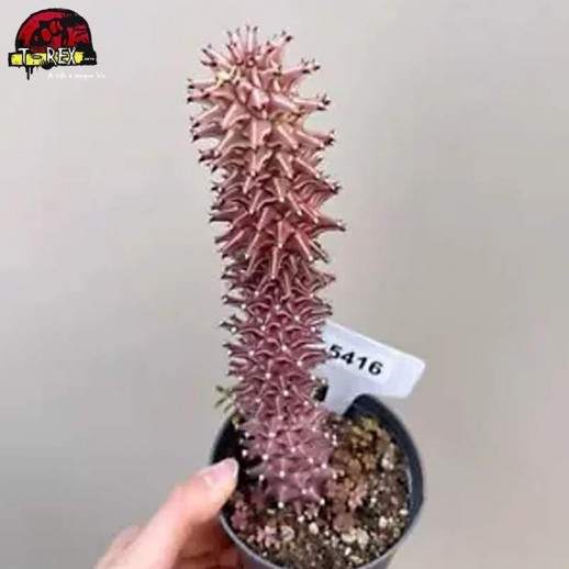 comprar muda de suculenta rara