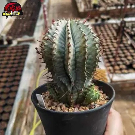 comprar muda de suculenta rara