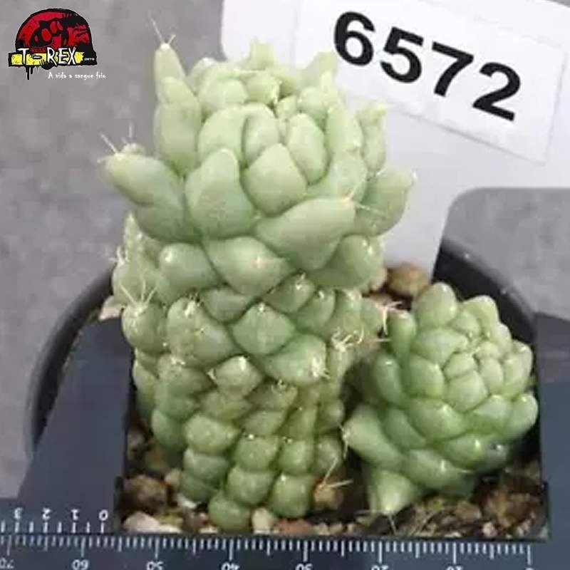 comprar muda de suculenta