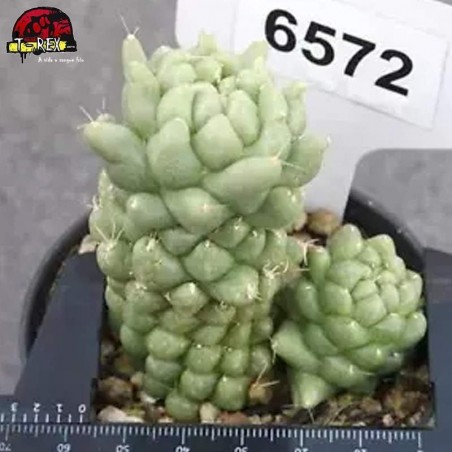 comprar muda de suculenta