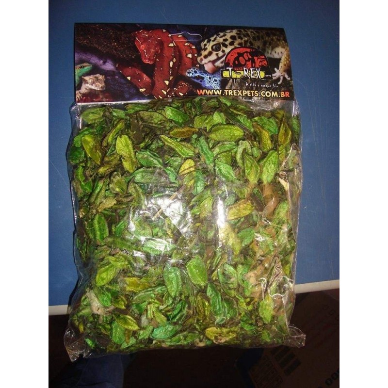 Folhagem Desidratada 06