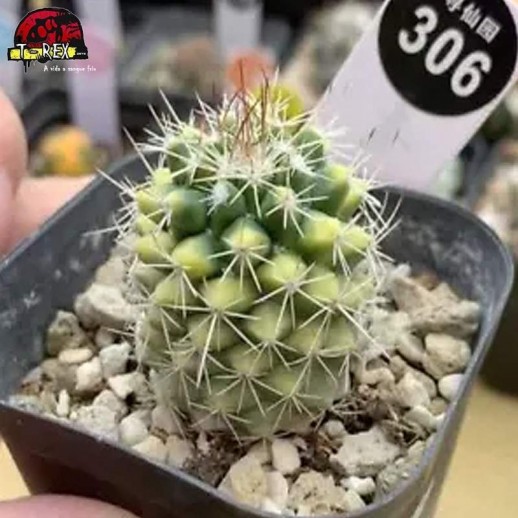 comprar muda de suculenta rara