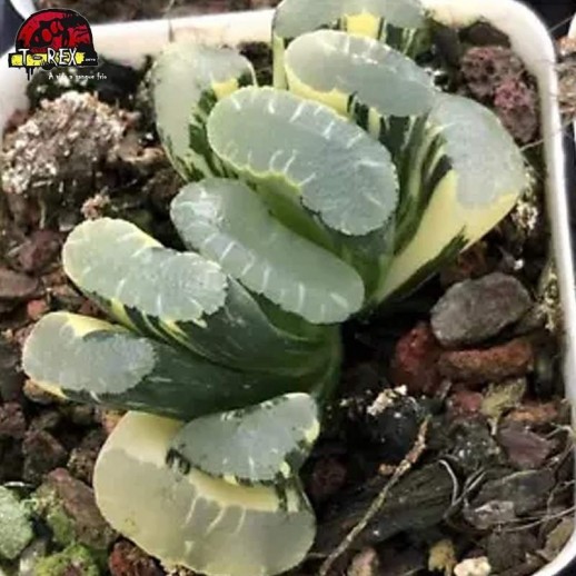 comprar muda de suculenta rara