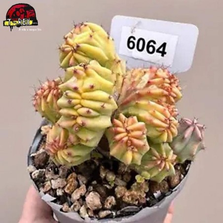 comprar muda de suculenta rara