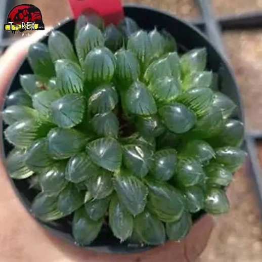 comprar muda de suculenta rara