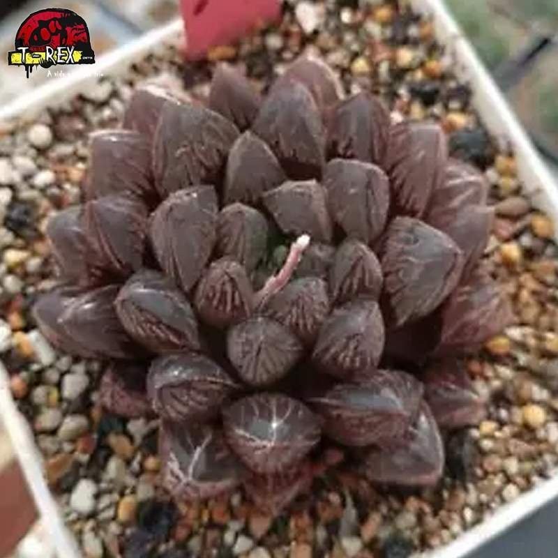 comprar muda de suculenta rara