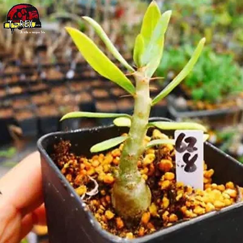 comprar muda de suculenta rara