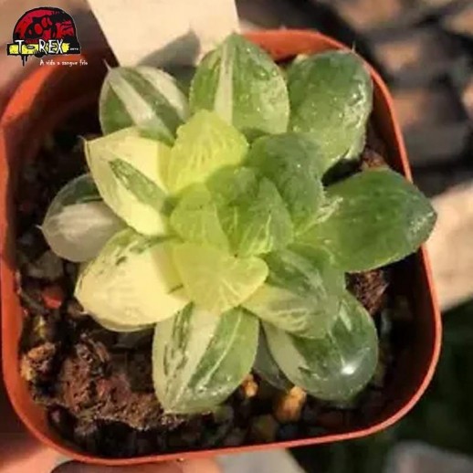 comprar muda de suculenta rara