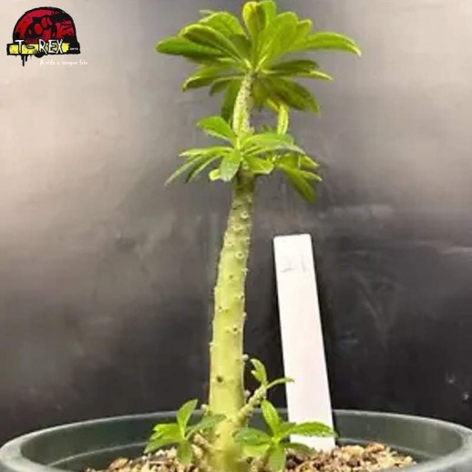 comprar muda de suculenta rara