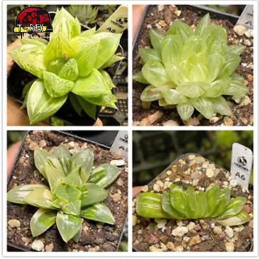 comprar muda de suculenta rara