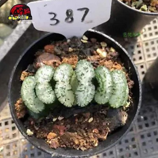 comprar muda de suculenta rara