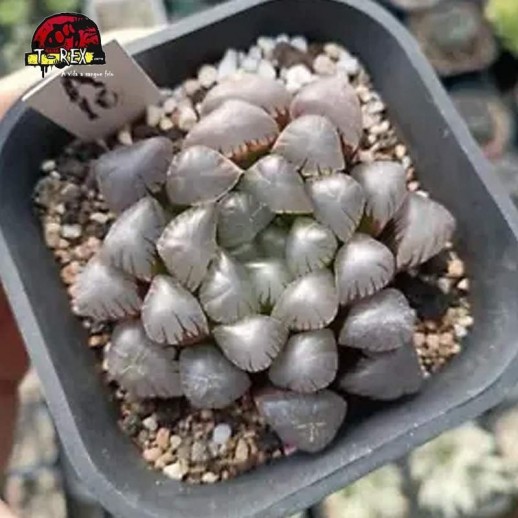 muda de suculenta rara no brasil