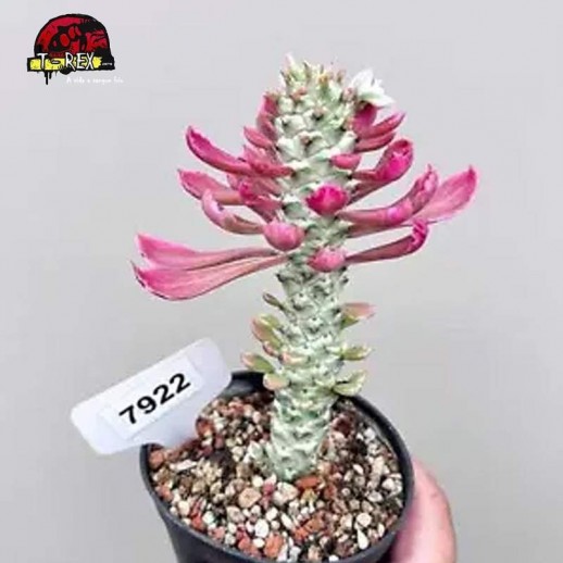 comprar muda de suculenta rara