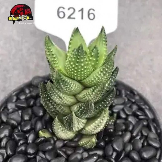 comprar muda de suculenta rara