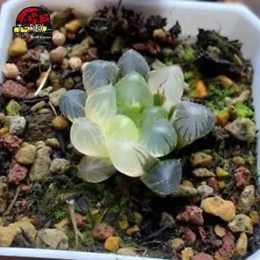 comprar muda de suculenta rara