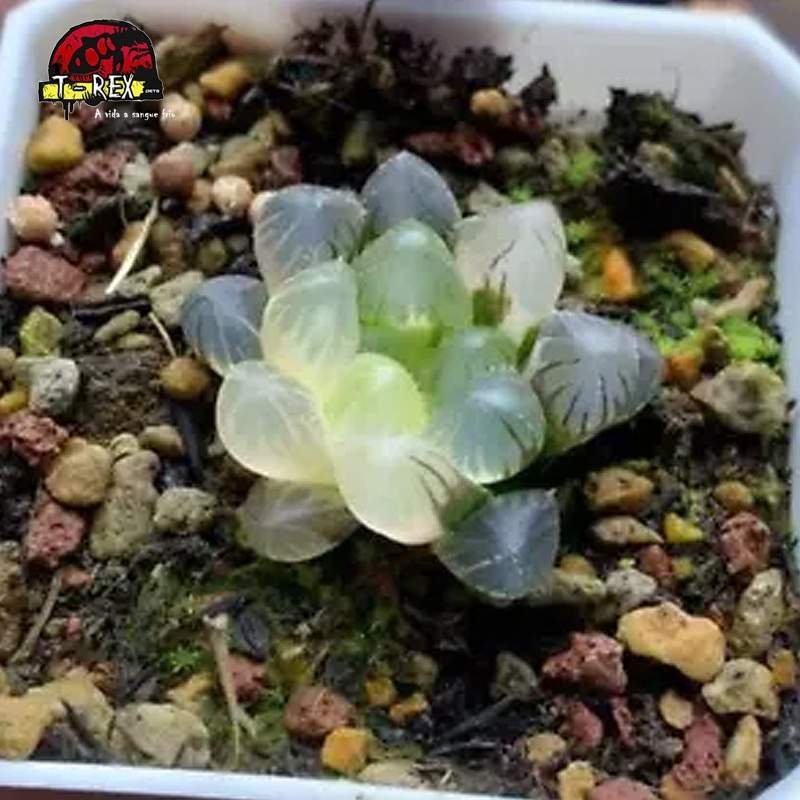 comprar muda de suculenta rara