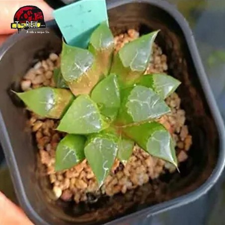 comprar muda de suculenta rara