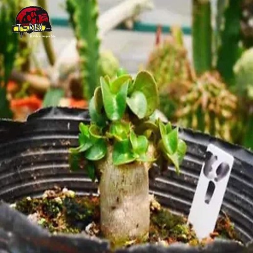 comprar muda de suculenta rara