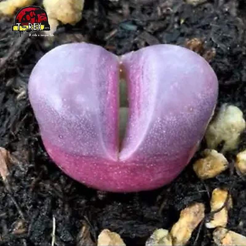 comprar muda de suculenta rara