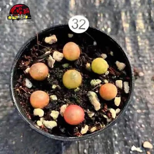 comprar suculenta rara