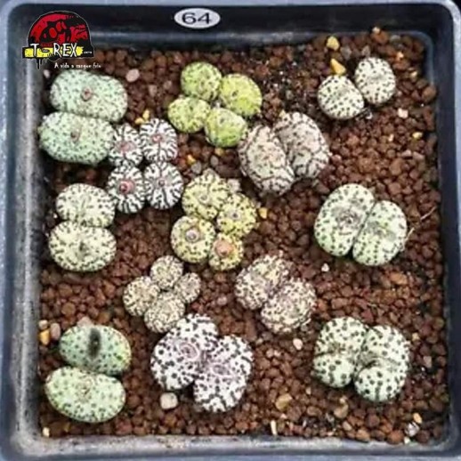 comprar muda de suculenta rara