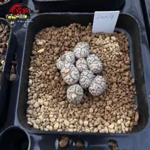 comprar muda de suculenta rara