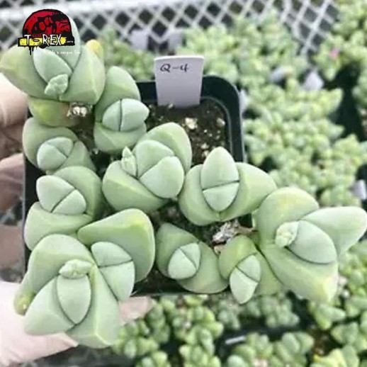 muda de suculenta rara no brasil