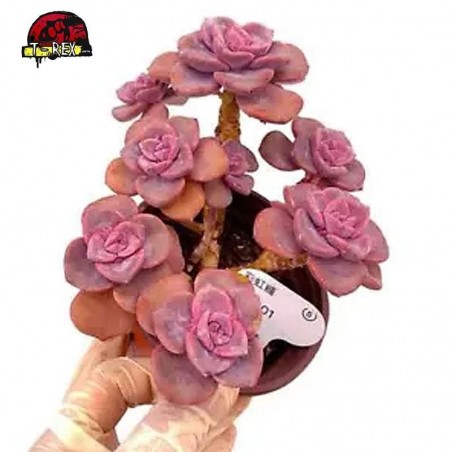 comprar muda de suculenta rara