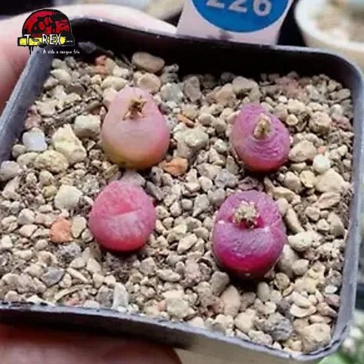 cpmprar mudas de suculenta rara