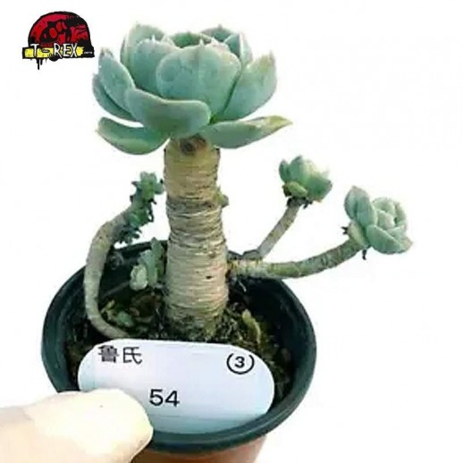 aonde comprar muda de suculenta rara