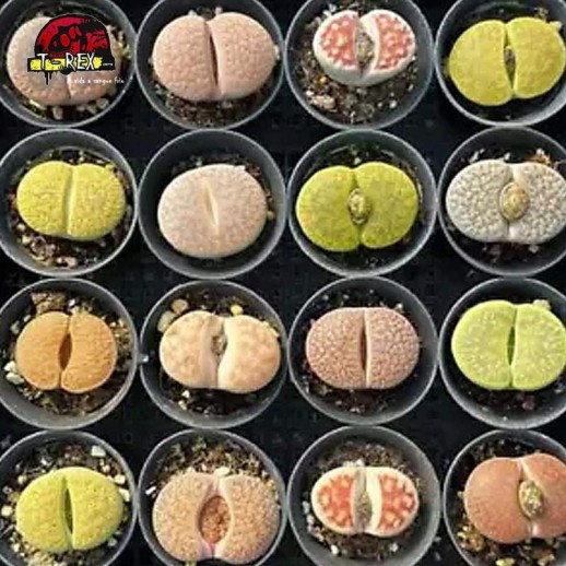 mudas de suculenta rara