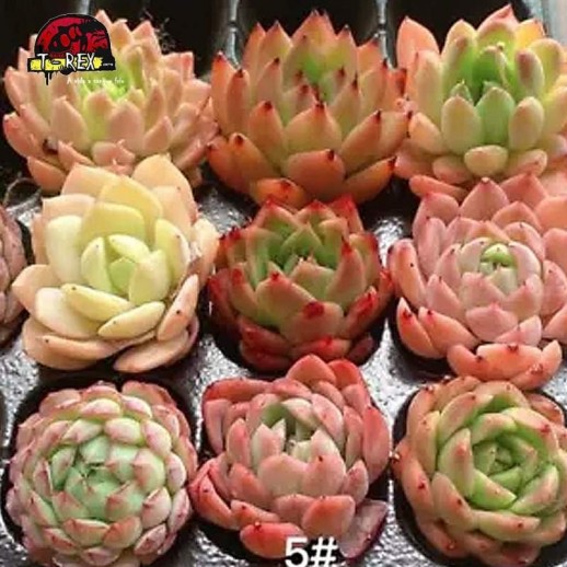 comprar muda de suculenta rara