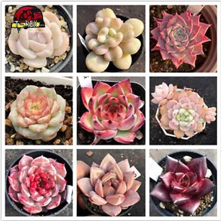 comprar muda de suculenta rara